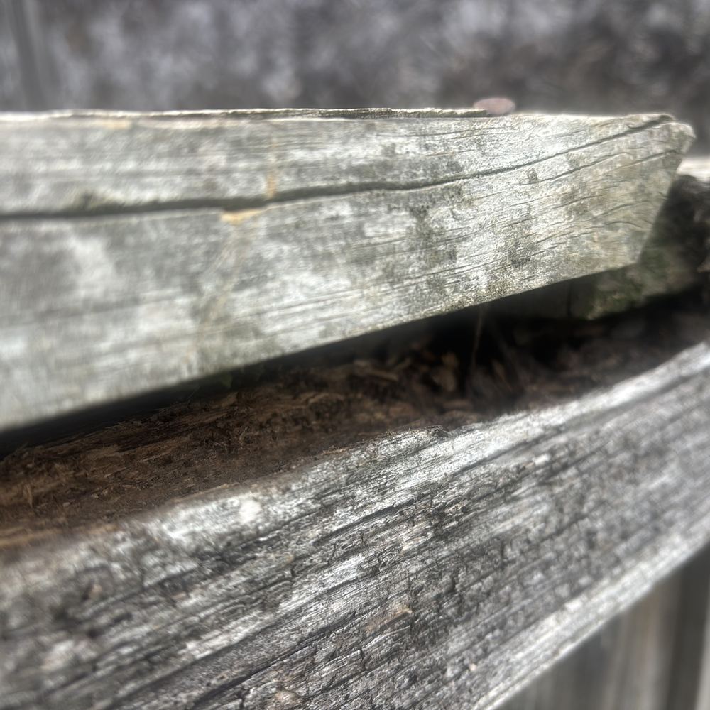 Termite workings and damage in a timber boundary fence, found during a building and pest inspection in Braybrook