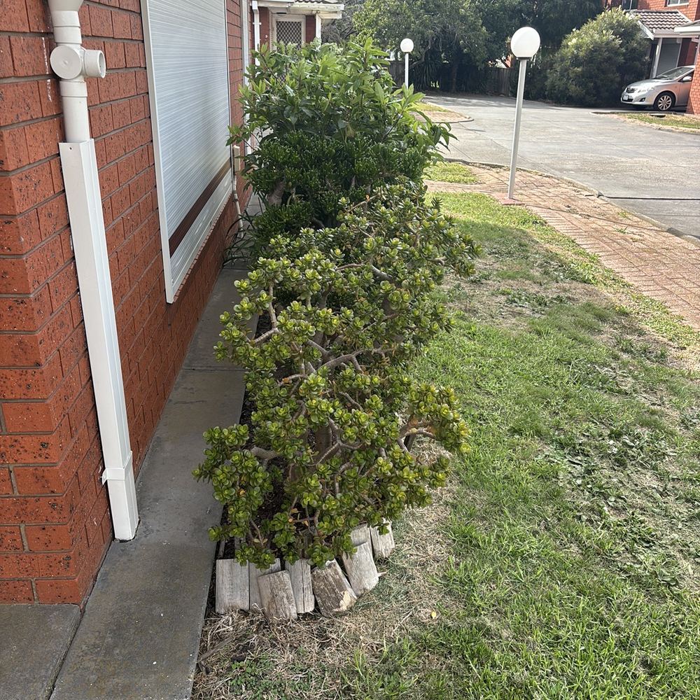 Shrubs planted hard against the footings, found during a pre-purchase inspection in Braybrook